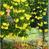 31-Lemontrees with Hoopoes